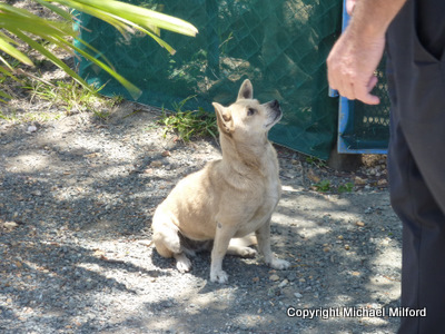 Noumea dog
