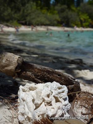 Isle of Pines driftwood